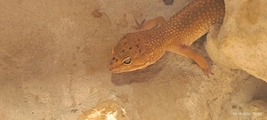 Leopardgeckos mit Terrarium zu verkaufen