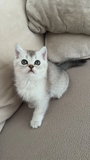 Männliches Kitten sucht ein neues liebevolles Zuhause