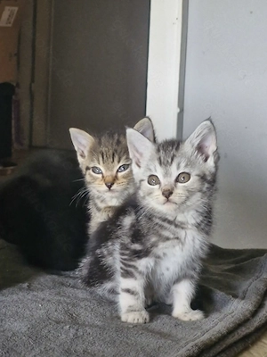 Bkh Mix Kitten Auszugsbereit 