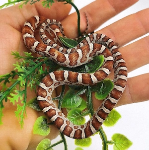 Seltene Kornnatter 1.0 Microscale Classic het 66% Palmetto, Caramel, Amel, Stripe 50% Anery 25% Hypo