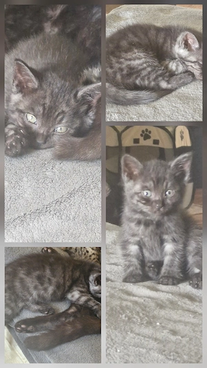 Bkh Mix Kitten Auszugsbereit 