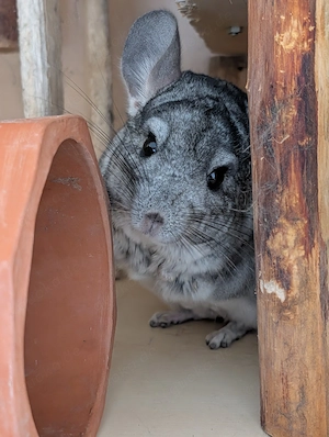 Chinchillas aus 72285 suchen ein neues Zuhause