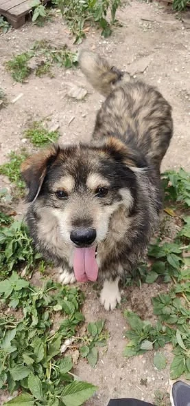 Woody, freundlicher Rüde sucht neues Zuhause