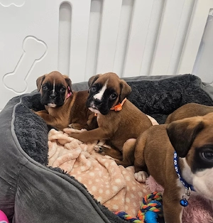 Boxer welpen