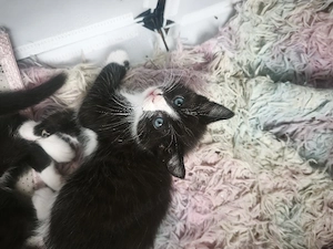 Kitten in liebevolle Hände abzugeben