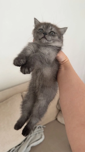 weibliches Kitten sucht sich ein neues Zuhause