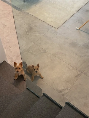 Cairn-Terrier-Welpen   Nur noch 2 verfügbar