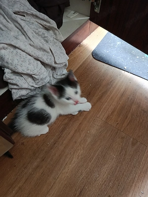 Kitten 8 Wochen 