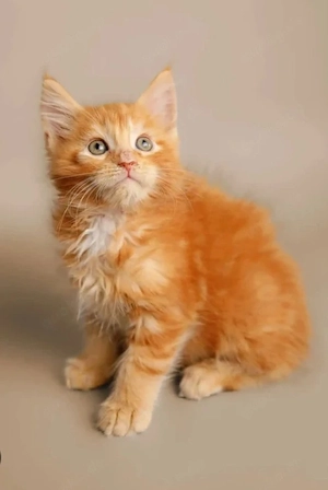Liebevolle, sozialisierte reinrassige Maine-Coon-Kätzchen