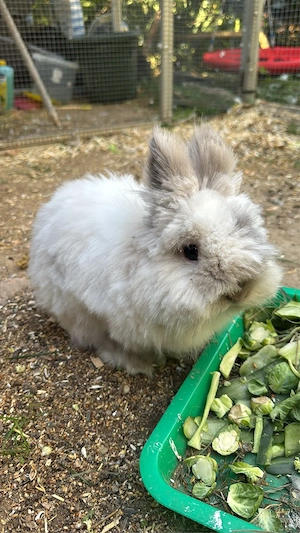zahmes Kaninchen