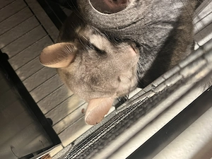Chinchilla + Käfig+Zubehör zu verkaufen 
