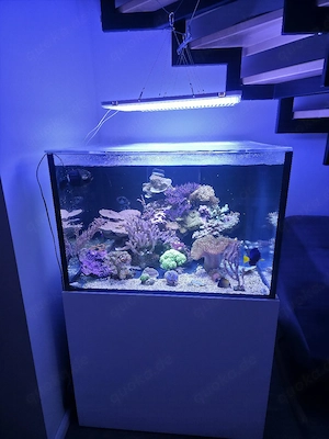 Meerwasser aquarium komplett zu verkaufen.