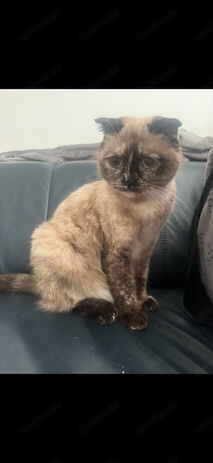 BKH mix katze in liebe hände abzugeben 