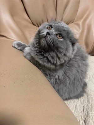 BKH kitten katze BLH