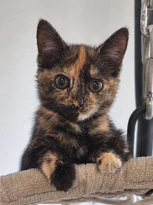 Süße BKH-Katze sucht ein liebevolles Zuhause     