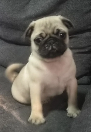 mops welpen