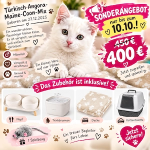  Süßer Türkisch-Angora-Maine-Coon-Mix Kater sucht liebevolles Zuhause 