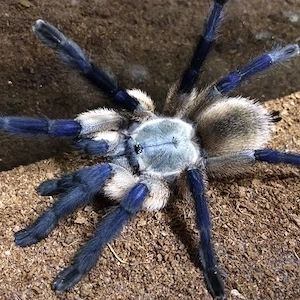 Vogelspinnen  Monocentropus  balfouri adulte Weibchen
