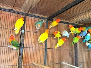 Pfirsichköpfchen Opaline Agaporniden lovebird unzertrennliche Zwergpapagei, kleinen Papagei