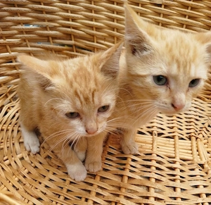 3 kitten Mädchen abzugeben