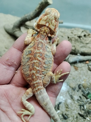 Bartagamen NZ Juni 2026 Pogona vitticeps