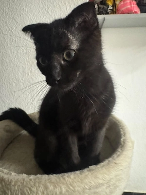 BKH mix kater