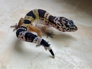 Black Night Ghost Leopardgecko Weibchen ENZ 26