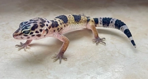 Black Night Ghost Leopardgecko Weibchen ENZ 26