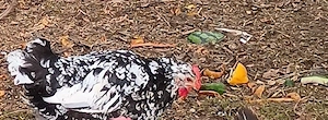 Hahn schwedisches Blumenhuhn 