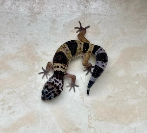 Black Night Ghost Leopardgecko Weibchen ENZ 26