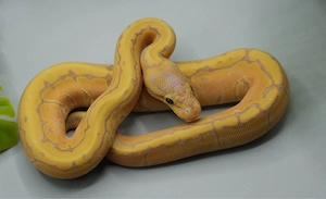 0.1 Banana Pinstripe 100% het. Clown ENZ 2026 Königspython