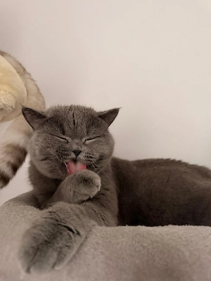 bkh british shorthair 