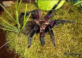 Vogelspinnen  Xenesthis  immanis  Weibchen und eine unbestimmte