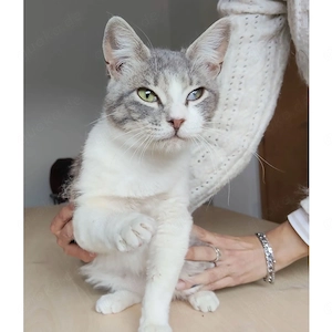 ROMEO- verspielt, zutraulich, lieb 
