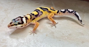 Bold Jungle het. EC p.h TA Leopardgecko Weibchen ENZ 26