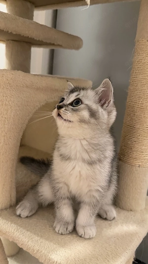 Bkh Whiskas kitten