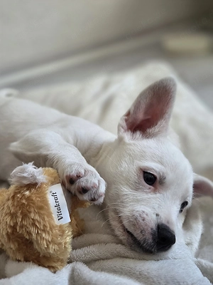 Malteser Mischlings Hündin 