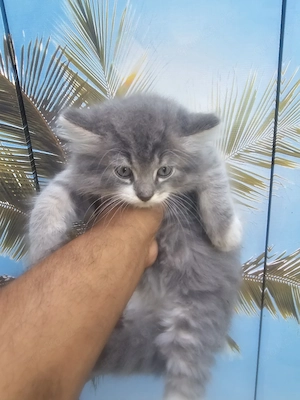 Baby Kater Türkisch Angora 