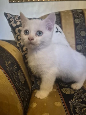 Kitten zu verkaufen 