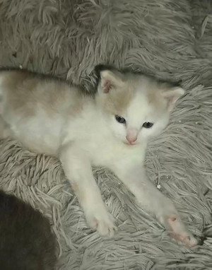 2 Katerchen abzugeben, Kater 