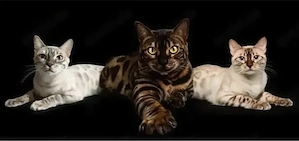 Bengal kater 