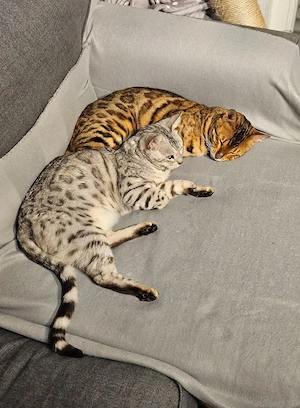 Bengalkater mit Freigang