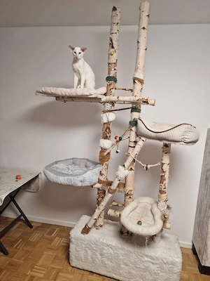 Großer Kratzbaum aus Birkenholz mit Kuschelbetten Bild 5