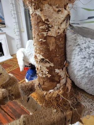 Großer Kratzbaum aus Birkenholz mit Kuschelbetten Bild 7