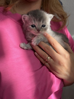 Bkh blh Kitten 13.9.26