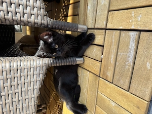 Katze suchen neu Haus Bild 3