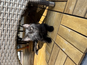 Katze suchen neu Haus Bild 2