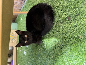 Katze suchen neu Haus