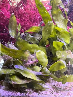 Makroalgen Meerwasser