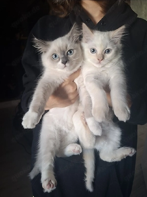 Ragdoll-Kitten 